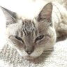 たぐちゃん 的头像