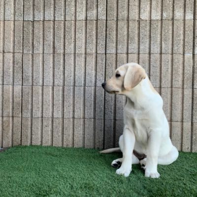ラブラドール　れもん's profile picture