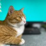 好奇猫 profil fotoğrafı