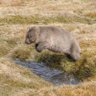 The Wombat 的头像