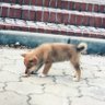 Фото профиля にゃみ