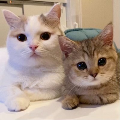 にぼしらの飼い主🐟's profile picture