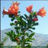حذیفه (رحمانی) 的头像