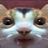 Sariff's profile picture