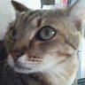 Profilbild von ぺしぺし