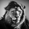 Alexander Araque profil fotoğrafı