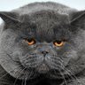 Profilbild von Garong