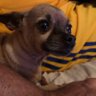 Profilbild von Ricardo.