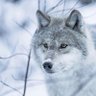 Фото профиля WILDLIFE