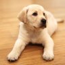 pixel-jey profil fotoğrafı