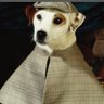 Fido 的头像