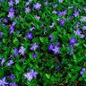 Фото профиля Vinca Minor