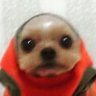 geleia geleia's profile picture