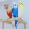 Фото профиля インコ三兄弟