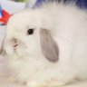 ライオンラビ's profile picture