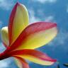 chinar's profile picture