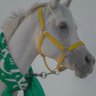Albandari Alshammari's profile picture
