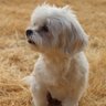 sugariscancer profil fotoğrafı