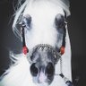 Salem's profile picture