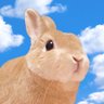 うさ森's profile picture