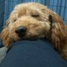 犬とウイスキー profil fotoğrafı