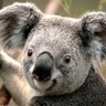 Lise Sharkey's profile picture