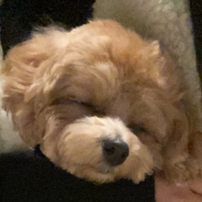 おいぬ's profile picture