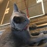akatuk 🌽☄️🐏_箱推し profil fotoğrafı
