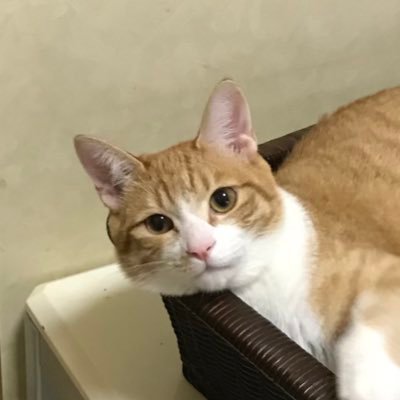 tyatora17kinako's profile picture
