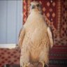 غنـــام العنــزي's profile picture
