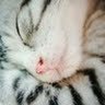 Scar Kuo profil fotoğrafı