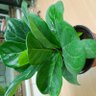 Yuanly's profile picture