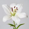 Lillies & Roses's profile picture