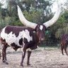 Buffalo Soldier 的头像