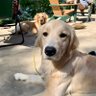 Ryder's profile picture