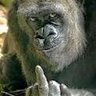 No Sign Shall Be Given's profile picture