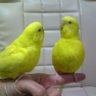 かめぜん 的头像