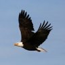 Adelphi68 profil fotoğrafı