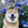 いしころ profil fotoğrafı