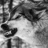 The Wanderer's profile picture