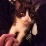 Sato(さと) 自由な人🤣 profil fotoğrafı