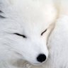 Profilbild von Arctic Fox