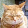 茶とら profil fotoğrafı