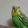 アユアユ 的头像