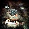 Netvor's profile picture