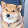 Profilbild von 銀タロス