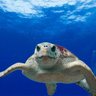 Natacha 🇷🇪φ🐢's profile picture