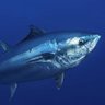 Profilbild von The Tenacious Tunas