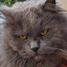 Queen Delilah's profile picture