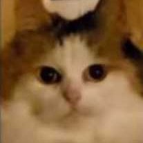 captain_howdie's profile picture